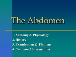 Abdomen2