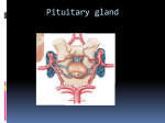 Pituitary gland