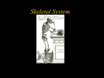 CEM-7_Skeletal_System_slideshow_EE