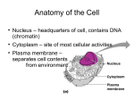 Cell anatomy and cell division