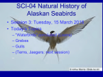 Week 3, Natural History of Alaskan Seabirds (pdf, 3.5 MB)