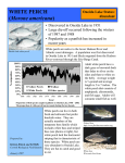 White Perch Factsheet (pdf - 83kb)