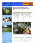 Water Chestnut Factsheet (pdf - 135kb)