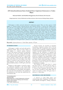 AT3 (Acyltransferase) Gene Isolated from Capsicum frutescens cv