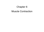 Muscle Contraction