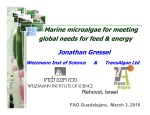 Marine microalgae for meeting global needs for feed energy