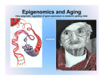 Kelsie Pombo - Epigenomics and Aging