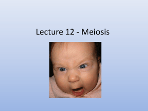Lecture 12 - Meiosis