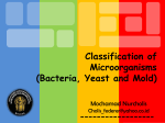 2_Classification of Bacteria, Yeast and Mold