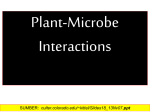 dasar ilmu tanah interaksi mikroba dan tanaman