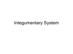 Integumentary system