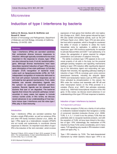 Induction of type I interferons by bacteria.