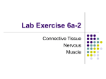 Lab 6a-2 Connective Tissue