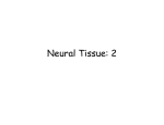 NeuralTissue2 241