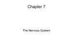 Nervous System Intro