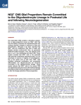 NG2+ CNS Glial Progenitors Remain Committed to the Oligodendrocyte Lineage in Postnatal Life and following Neurodegeneration