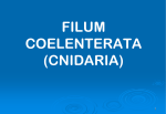 filum coelenterata (cnidaria)