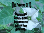 The_Flowers_Of_TC.ppt