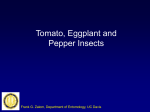 Pepper, Insects on Tomatoes, Peppers and Eggplant