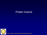 Potato insects - UCD