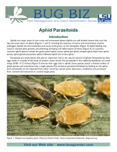 pub3484bugbizaphidparasitoids