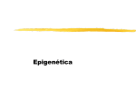 Epigenética