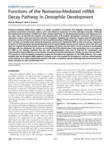 Functions of the nonsense-mediated RNA decay pathway in Drosophila development. PLoS Genetics 2 , 2143-2154.