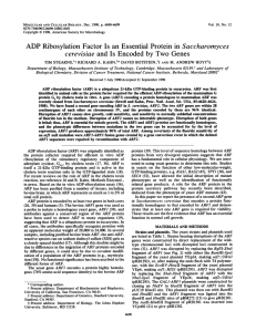 ADP Ribosylation Factor is an Essential Protein in Saccharomyces cerevisiae and is Encoded by Two Genes.