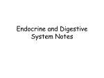 Endocrine and Digestive System Notes