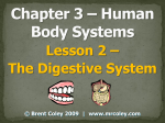 Lesson 2 – The Digestive System