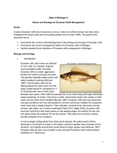 Invasive Eurasian ruffe (