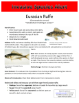 Eurasian Ruffe *Established in Michigan waters*