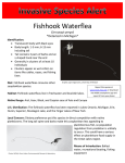 Fishhook Waterflea *Detected in Michigan*