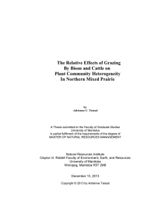 The Relative Effects of Grazing By Bison and Cattle on