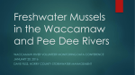 Freshwater Mussels in the Waccamaw and Pee Dee Rivers