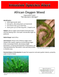 African Oxygen Weed *Not detected in Michigan*