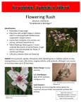 Flowering Rush *Established in Michigan*