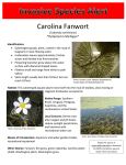 Carolina Fanwort *Detected in Michigan*
