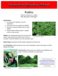 Kudzu *Not detected in Michigan*