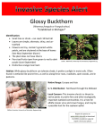 Glossy Buckthorn *Established in Michigan*