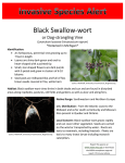 Black Swallow-wort or Dog-strangling Vine *Detected in Michigan*