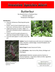 Butterbur *Detected in Michigan*