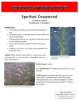 Spotted Knapweed *Established in Michigan*