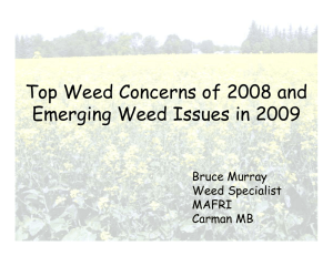 Top Weed Concerns of 2008 and Emerging Weed Issues in 2009