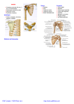 OMBRO Complexo articular (20 mm, 3 art, 3 art funcionais