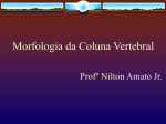 Morfologia da Coluna Vertebral