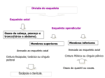 esqueleto axial