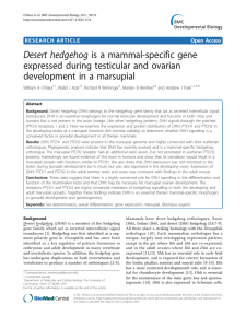 Desert hedgehog is a mammal-specific gene expressed during testicular and ovarian