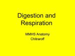 Digestion and Respiration MMHS Anatomy Chitraroff