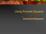Using Punnett Squares Dominant &amp; Recessive